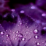 viola